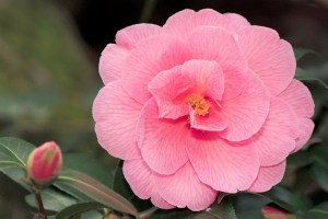 Camellia