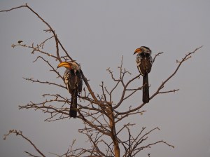 Pair of Yellow-billed Hornbills