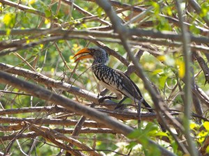 Yellow-billed Hornbill