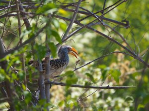 Yellow-billed Hornbill