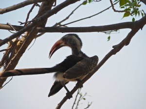 Yellow-billed Hornbill