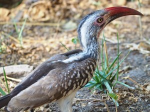 Red-billed Hornbill