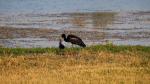 Open-billed Stork