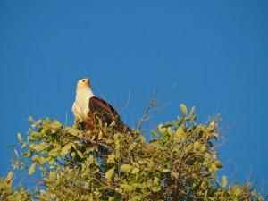 Fish Eagle
