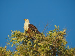 Fish Eagle