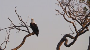 Fish Eagle