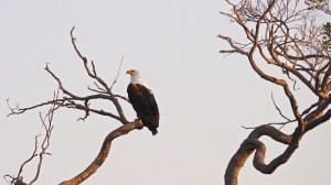 Fish Eagle