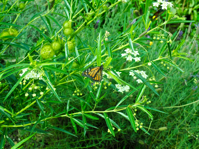 Butterflies and Caterpillars