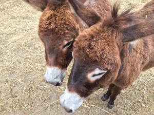 Donkeys at Pontet Canet